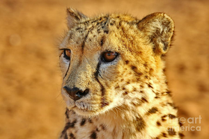  Cheetah Time