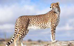 Cheetah Time