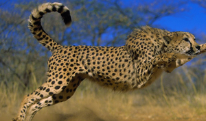 Cheetah Time