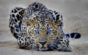  Cool Cheetah 2