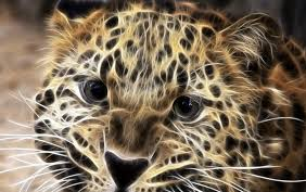  Cool Cheetah 4