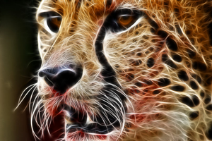  Cool Cheetah 5