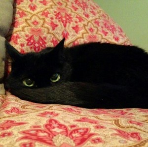  Cute Black Cat