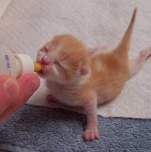  Cute baby kitten