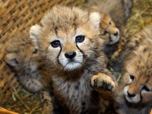 Cute cheetah cubs