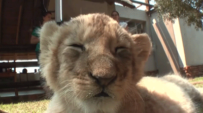  Cute lion cubs