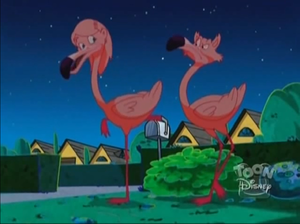  Flamingos!