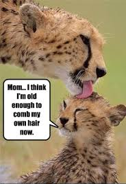 Funny Cheetah 14