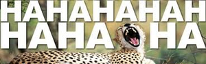  Funny Cheetah 15