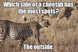  Funny Cheetah 30