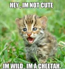  Funny Cheetah 4