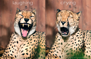  Funny Cheetah 5