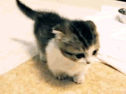  Kitten chercher