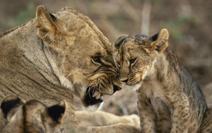  singa betina and cub