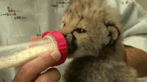  susu Drinking Cheetah Cub