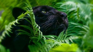 Panther             