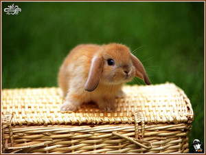  Rabbit bunny