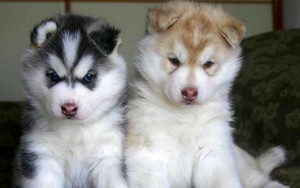  Sweet Husky Pups