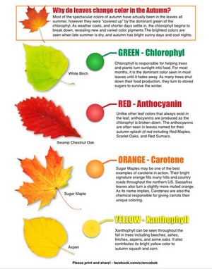  Why Do Leaves Change Color In The Autumn?