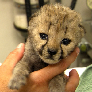  Zoomed Out Cheetah Cub