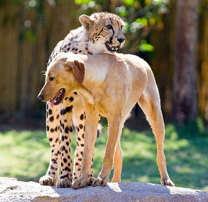  cheetah and canine companion