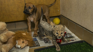  cheetah cub and canine companion