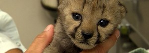 cheetah cub