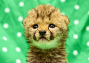  cheetah cub
