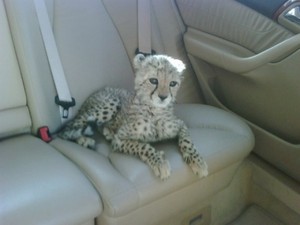  cheetah cub going for a ride