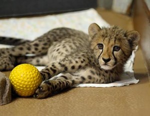 cheetah cub playing with a ball