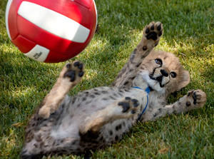  cheetah cub playing with ball
