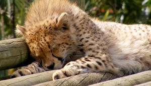  cheetah cub sleeping