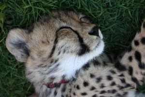  cheetah cub sleeping