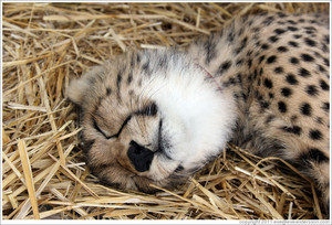 cheetah cub sleeping