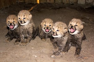  cheetah cubs