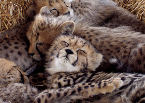  cheetah cubs sleeping
