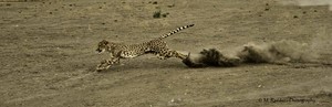 cheetah in action
