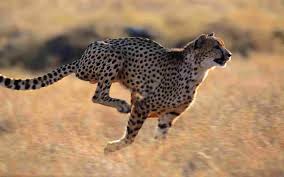  cheetah in action