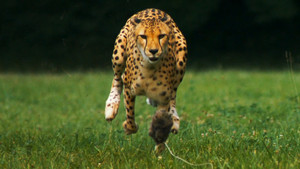  cheetah in action