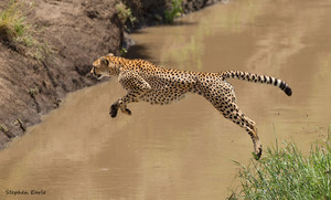  cheetah leaping