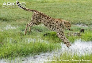  cheetah leaping