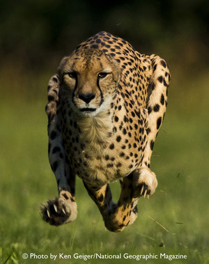 cheetah running