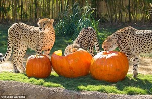  cheetahs eating pumpkins
