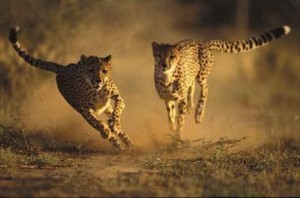 cheetahs in action