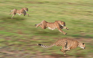 cheetahs in action