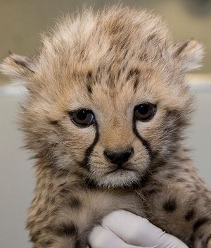 cute cheetah cub