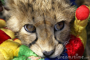  cute cheetah cub