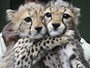 cute cheetah cubs