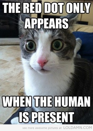  ❤ Cat Memes ❤