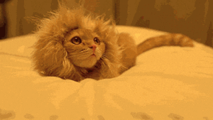  Adorable lion kitty